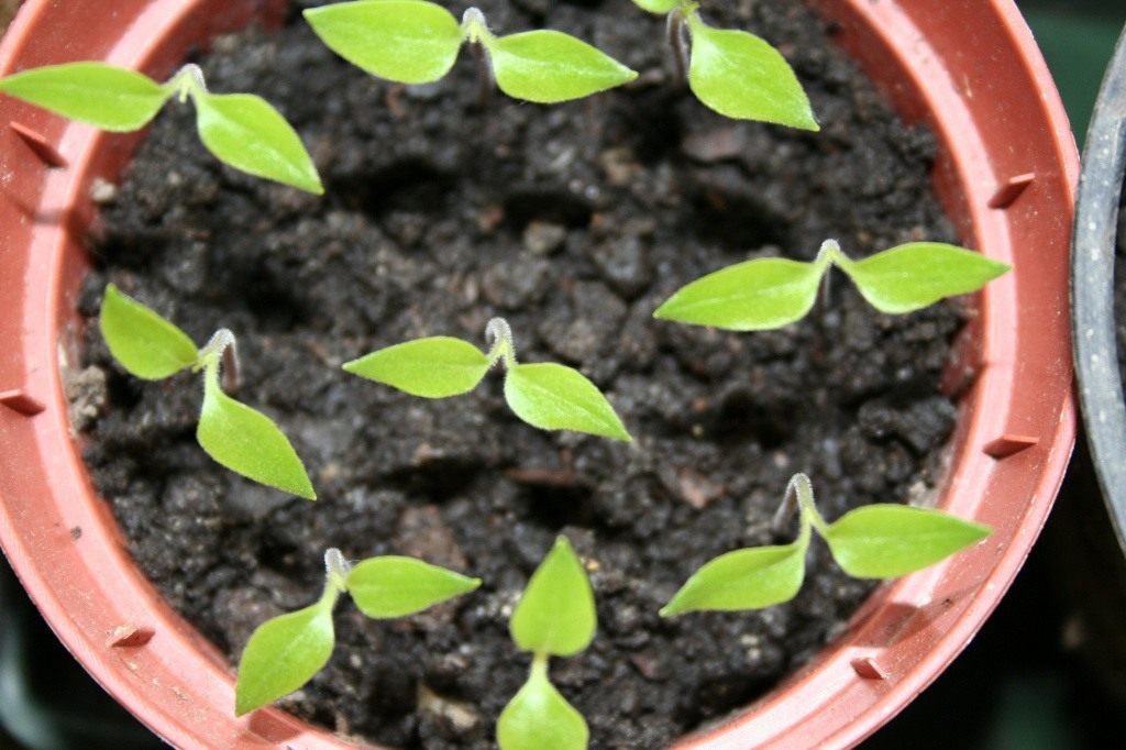 Seedlings