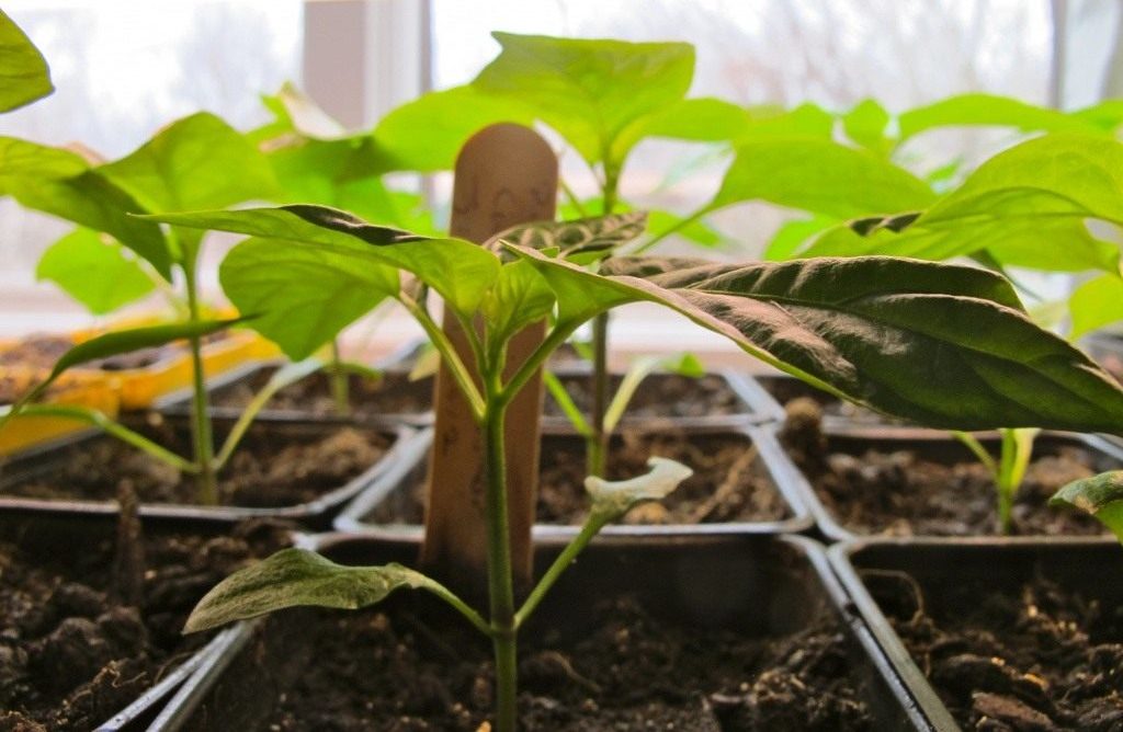 Pepper seedlings
