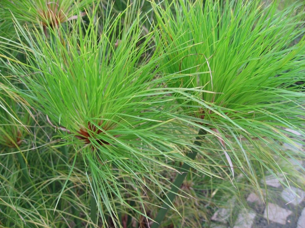 papirus