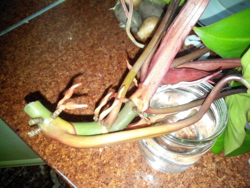 Cuttings