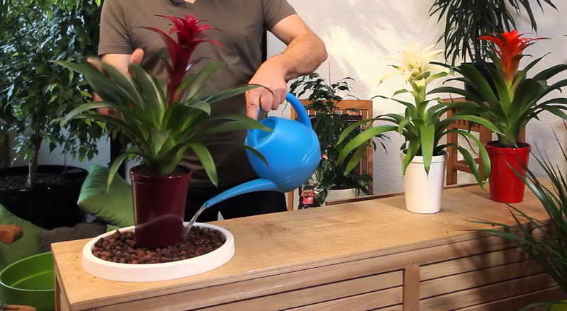 Watering