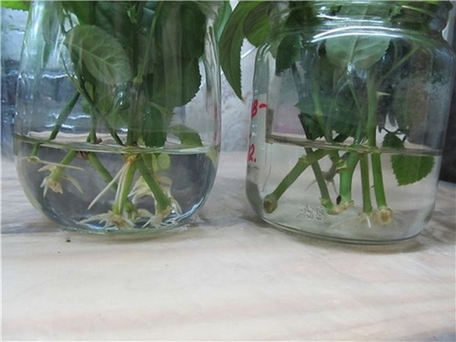 Propagation of a room rose