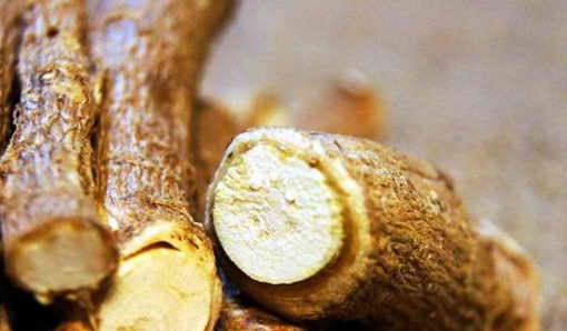 Aralia root