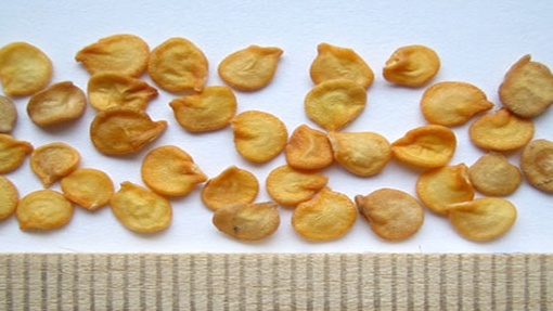 Seeds