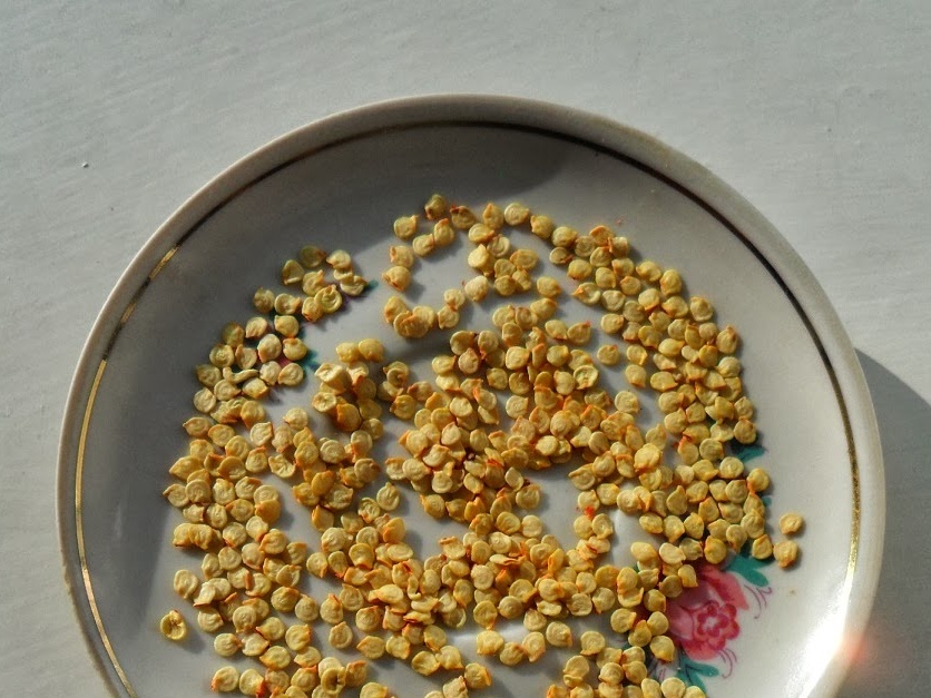 Seeds
