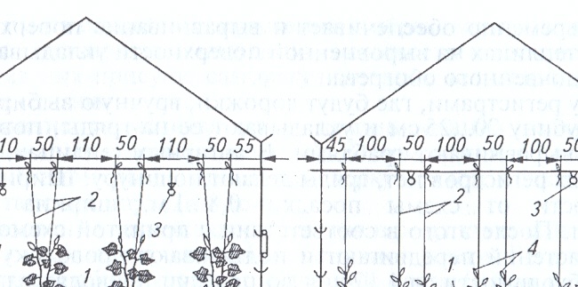 Types of Trellis
