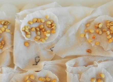Seed soaking