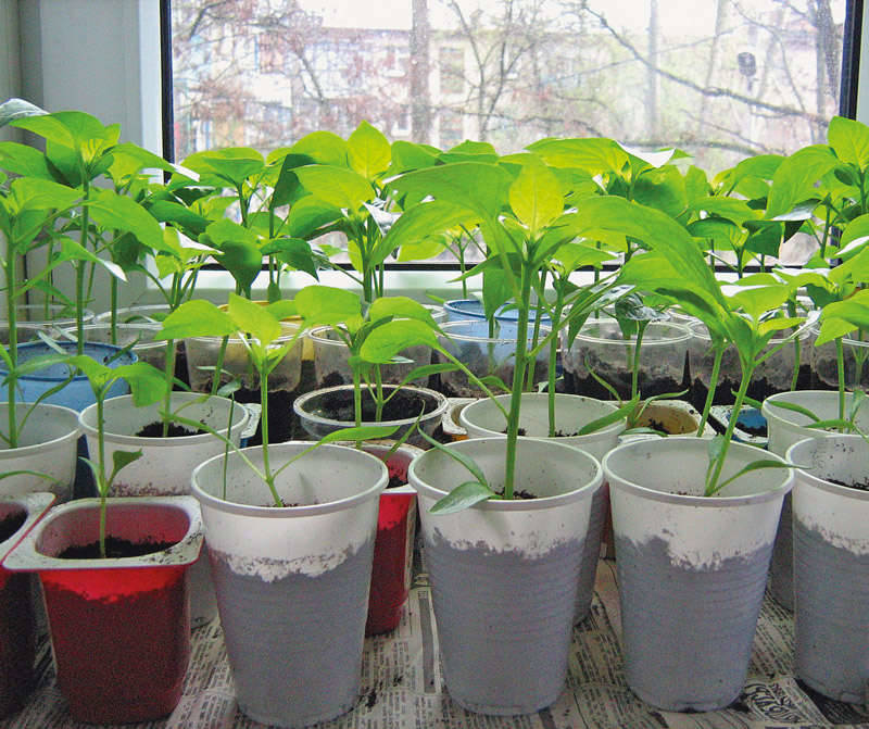 Seedlings