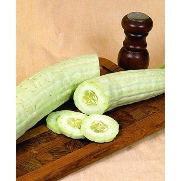 armenian cucumber