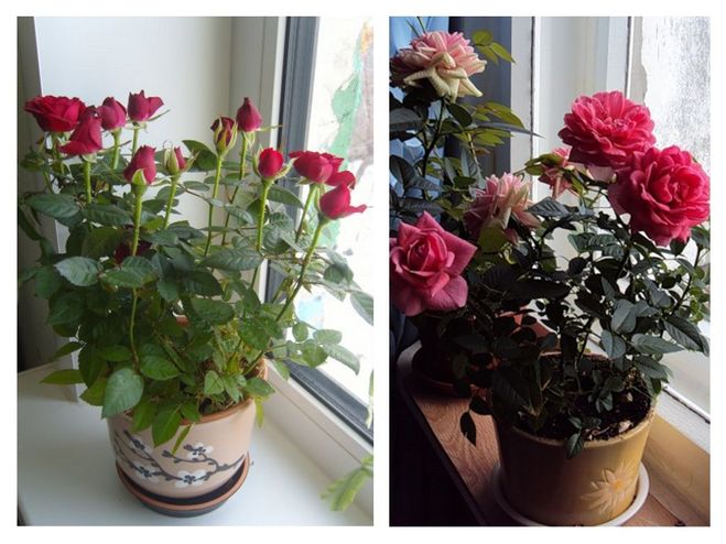 Lighting for roses