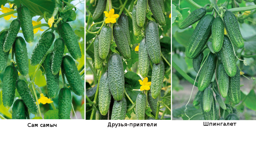 Bunch cucumbers