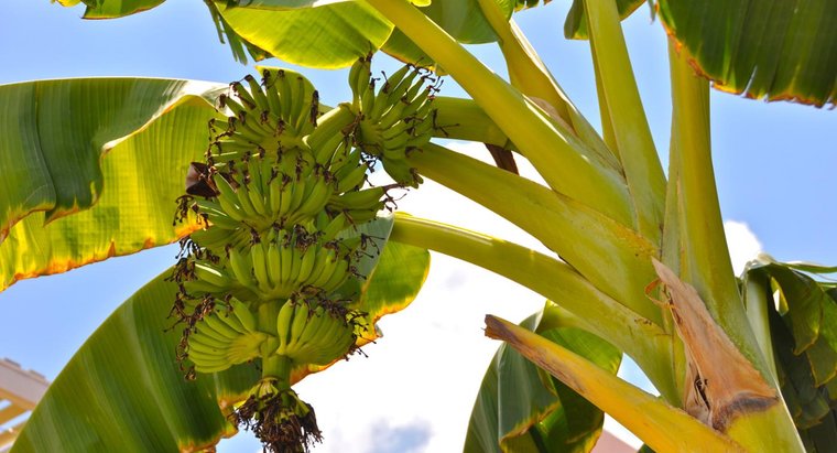 Banana