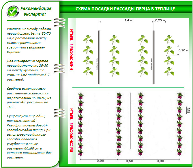 Planting scheme of pepper in a greenhouse