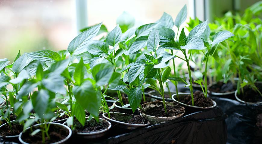 Seedlings