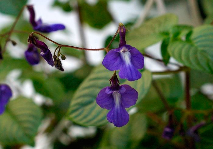 Streptocarpus stem-forming