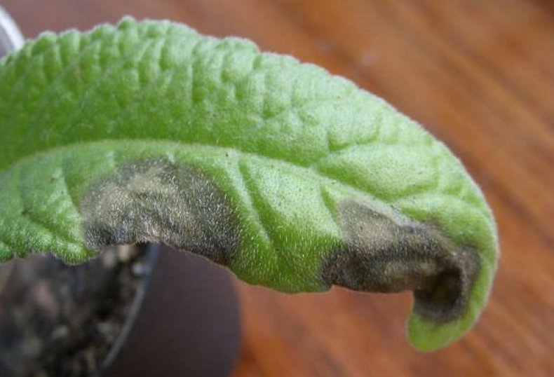 Gray rot