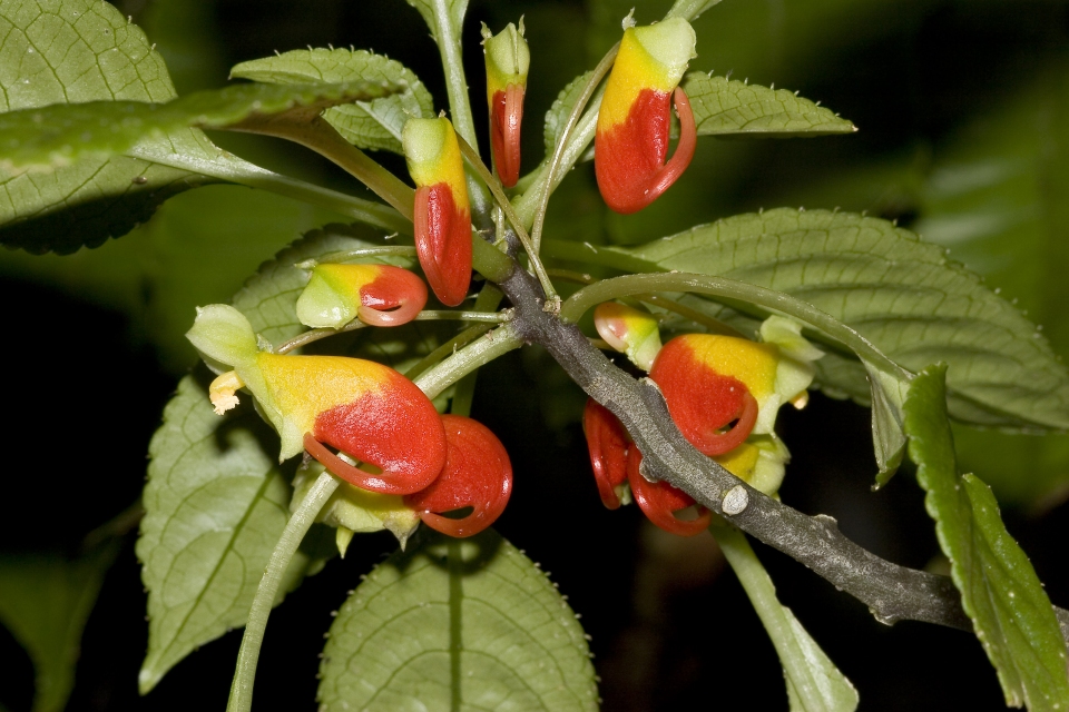Salt-like balsam