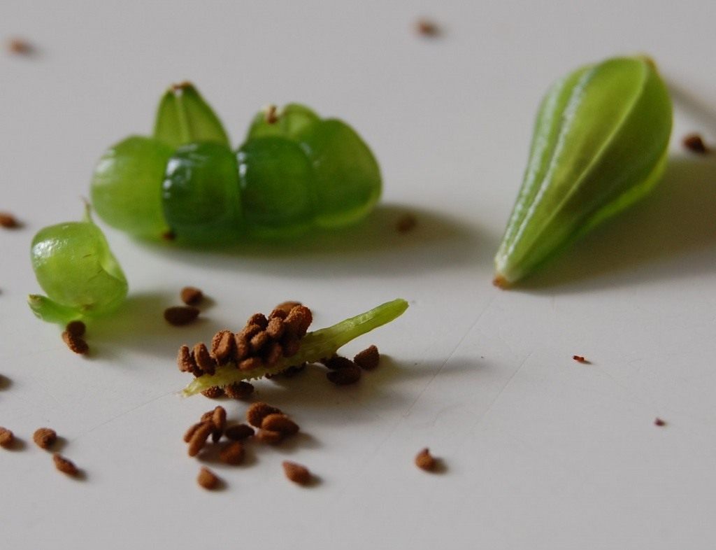 Balsam seeds