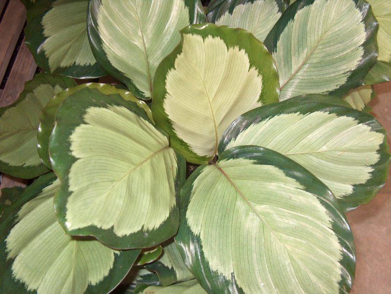 Calathea naslikana