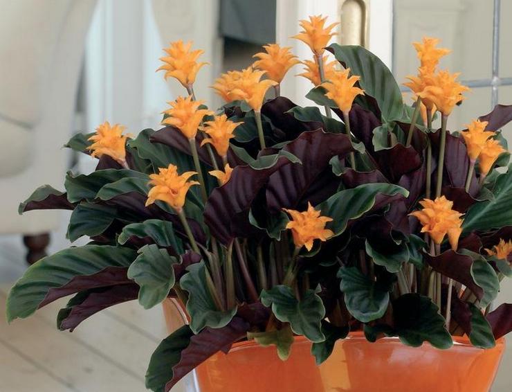 Šafran Calathea