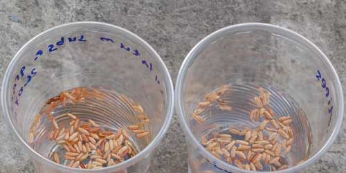 Seed preparation