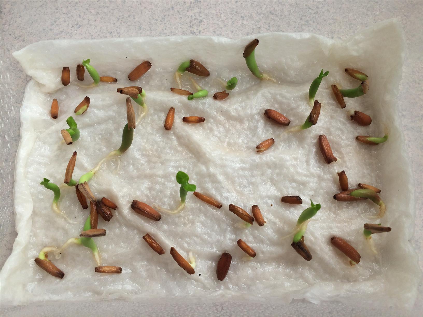 Germination