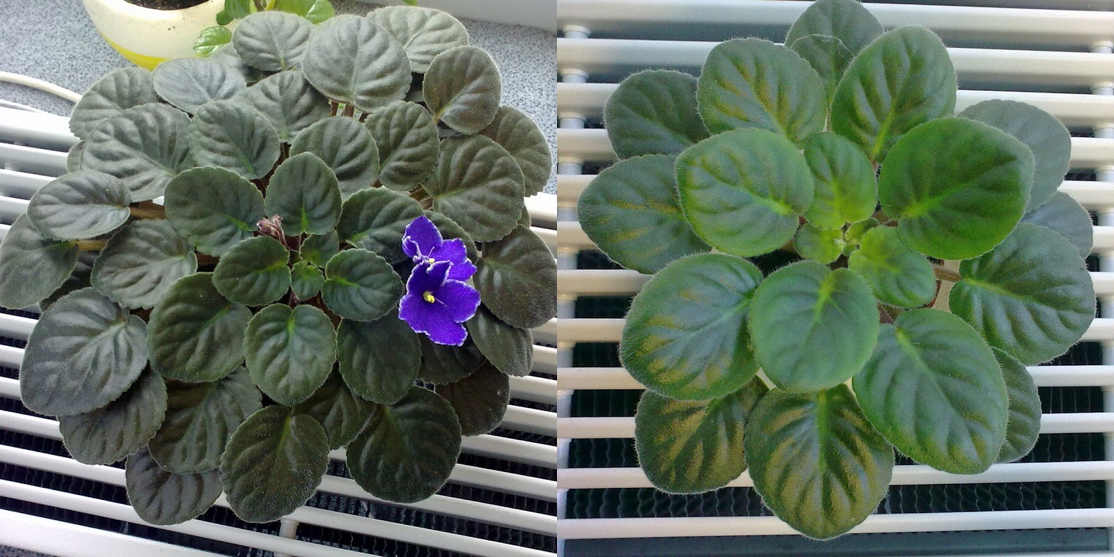 Violet