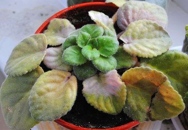 Violet disease