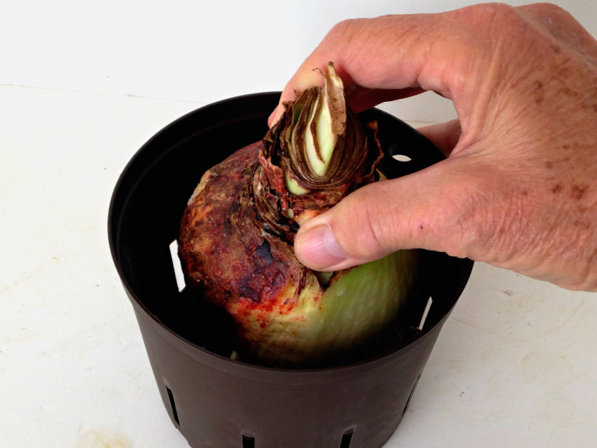 Bulb planting