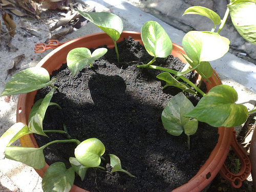 Planting cuttings in the soil
