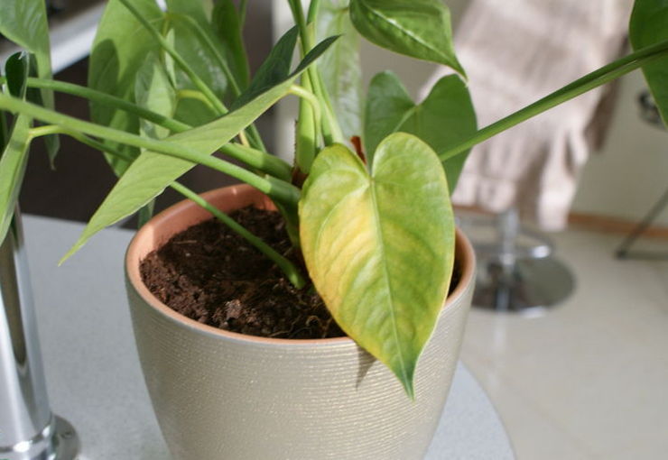 Nutrient deficiency