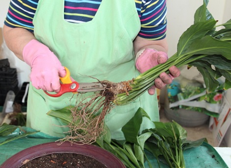 Root treatment