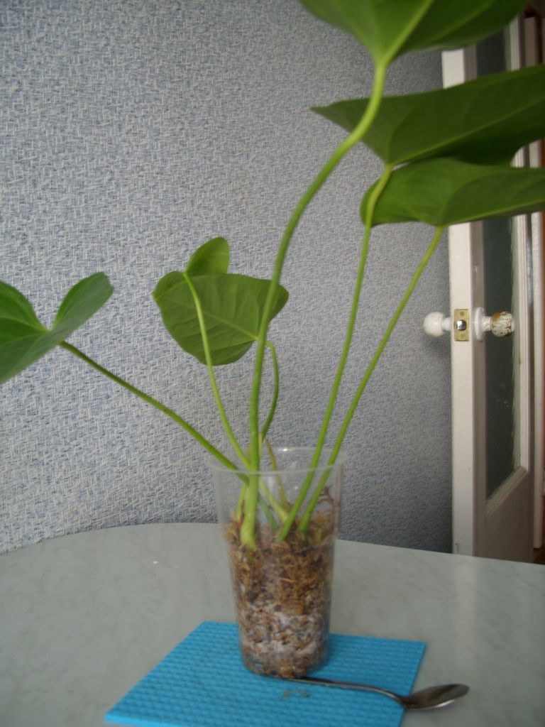Sprouting new roots
