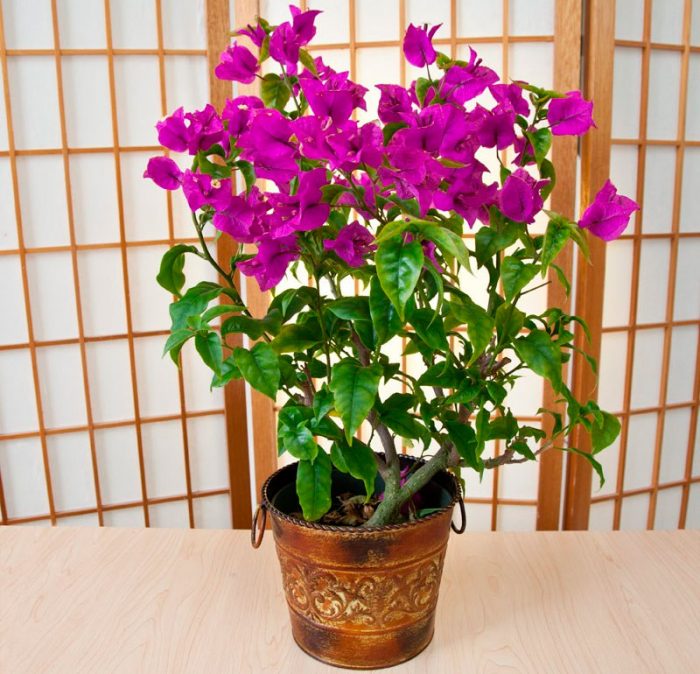 Bougainvillea Gola