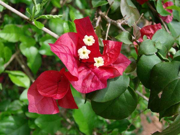 Bougainville Divno