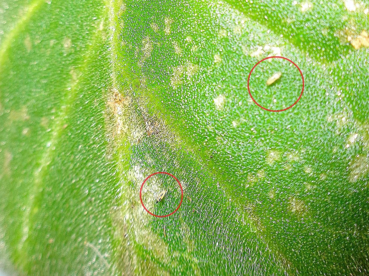 Thrips