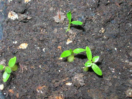 Seed germination