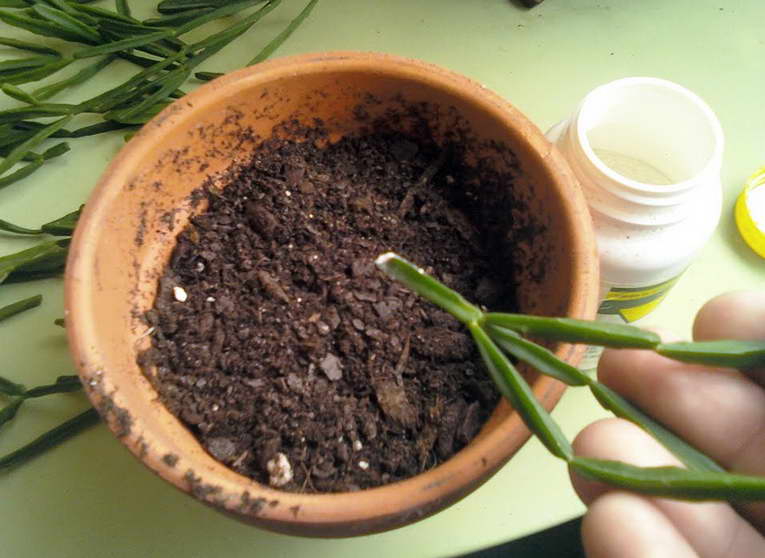 Cuttings