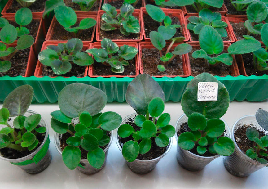 Rooted violet transplant