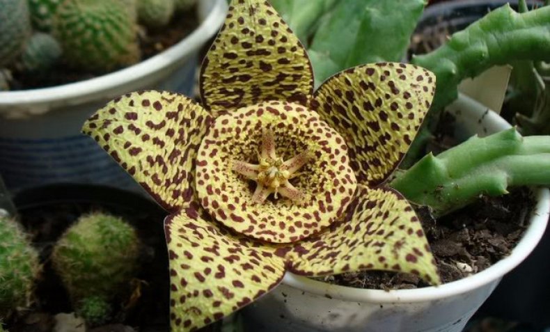 Large flowered
