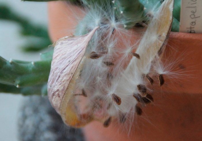 Seed propagation