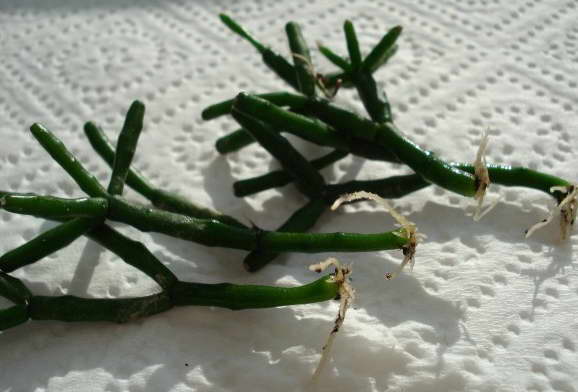 Cuttings