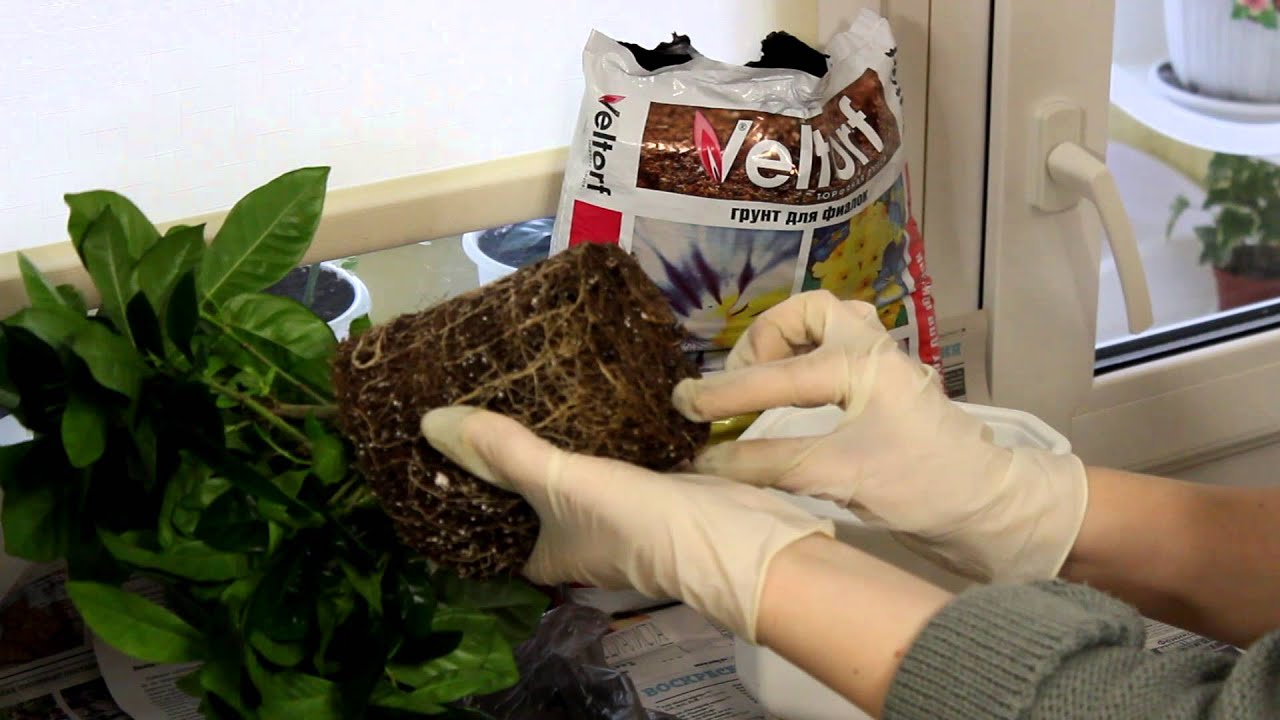 Root inspection