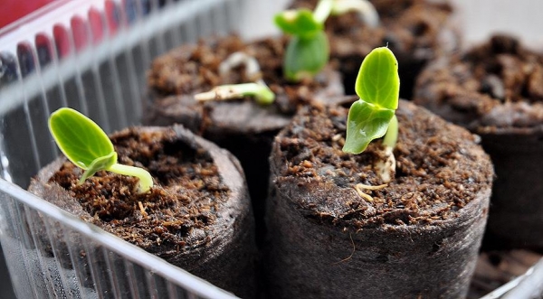 Seedlings