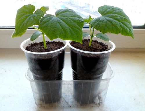 Seedlings