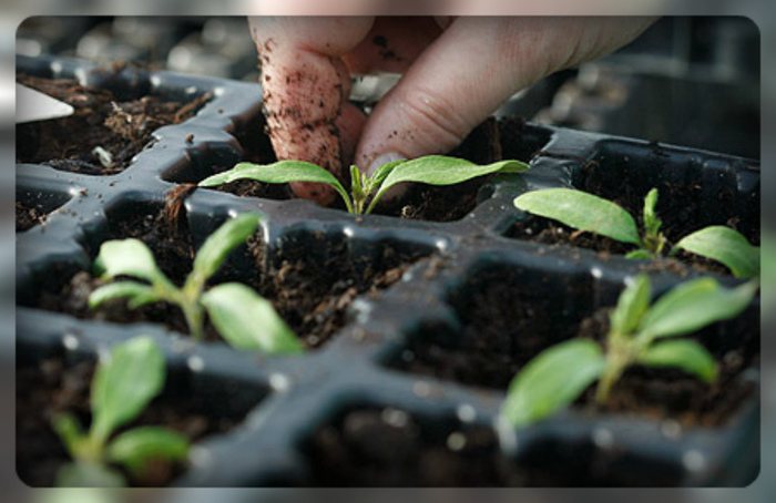 Seedlings
