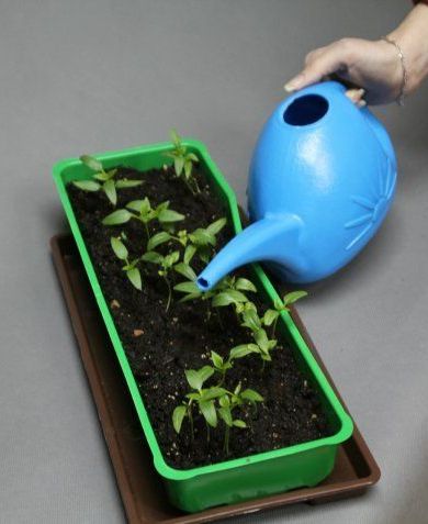 Watering the substrate