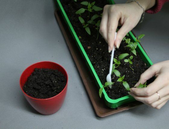 Seedling Extraction