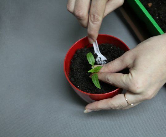 Seedling moving