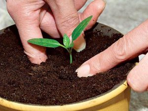 Soil compaction